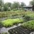 После проливных дождей в воде оказались огороды в окрестностях Буриню цельш