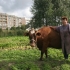 Калнциемская пенсионерка Анна Кокаревича всю свою жизнь провела в этом городке, работая на кирпичном заводе и в медицинских учреждениях. Сейчас она возится с коровкой Элбой, которую пасет возле огорода. 