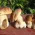 За эти отменные «белые» грибы хозяин попросил «совсем немного»...15 латов